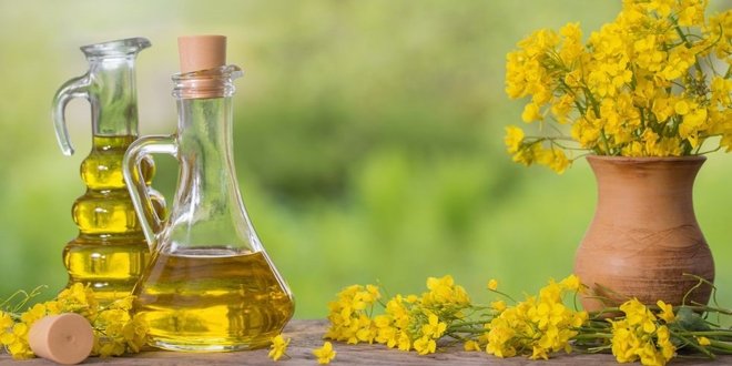 Bitkisel Yağ Üretimi Eğitimi